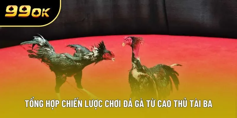 Tổng hợp chiến lược chơi đá gà từ cao thủ tài ba Tổng hợp chiến lược chơi đá gà từ cao thủ tài ba