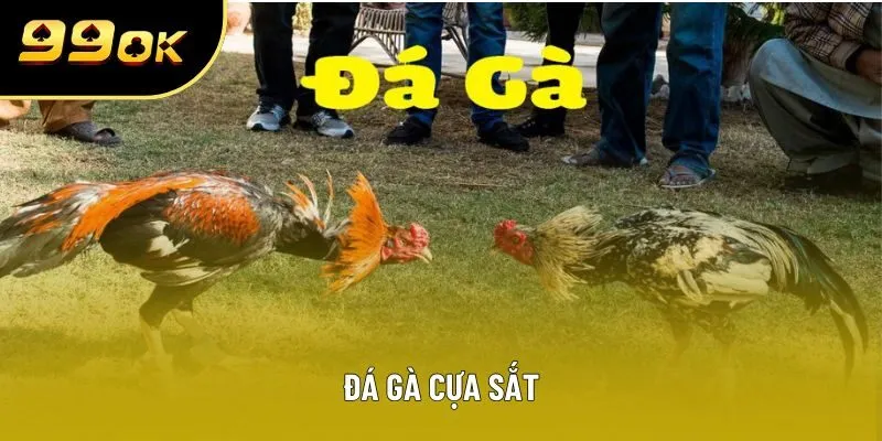 Đá Gà Cựa Sắt Đỉnh Cao: Đấu Trường Quy Tụ Hơn 10.000 Bet Thủ