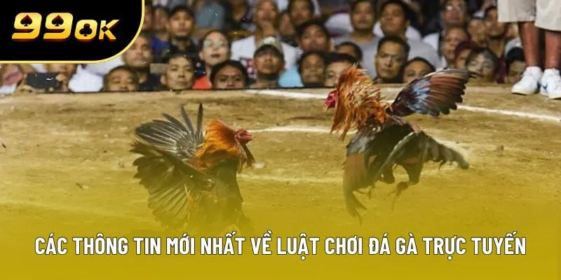 Các thông tin mới nhất về luật chơi đá gà trực tuyến Các thông tin mới nhất về luật chơi đá gà trực tuyến