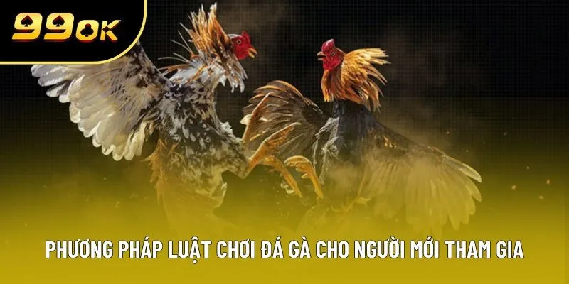 Một số phương pháp luật chơi đá gà cho người mới tham gia Một số phương pháp luật chơi đá gà cho người mới tham gia