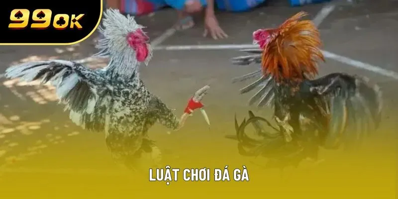 Luật Chơi Đá Gà Chi Tiết Giúp Giảm 80% Rủi Ro Thua Cược